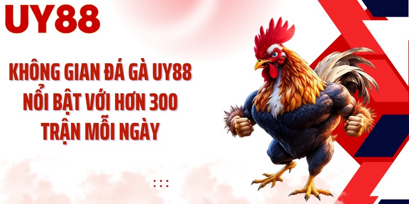 Không gian đá gà UY88 nổi bật với hơn 300 trận mỗi ngày