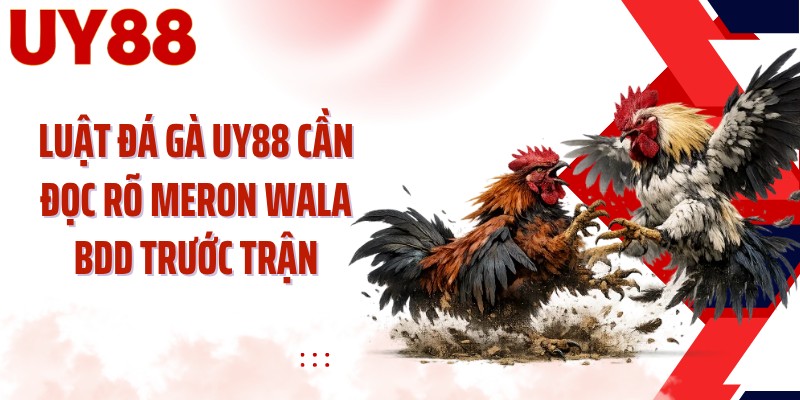 Luật đá gà UY88 cần đọc rõ Meron Wala BDD trước trận